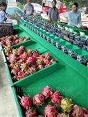 贵州火龙果选果机 正规果蔬分选设备厂家